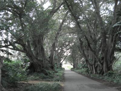 Adelaide. Jardin botanique