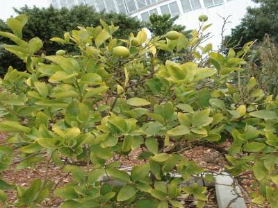 Adelaide. Jardin botanique