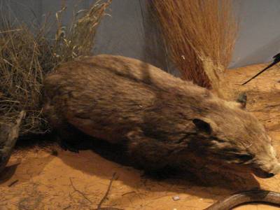 Adelaide Australian Museum /An echidne