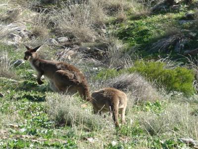 Rando dans les Flinder Ranges