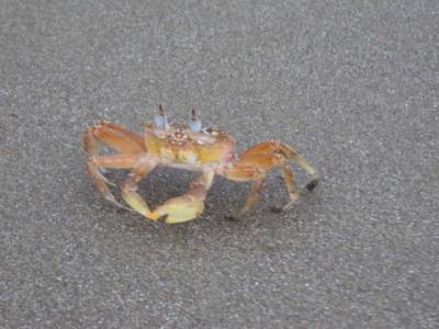 Same- Habitant des plages