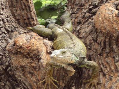 Des iguanes en plein centre ville