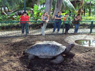 Petite tortue des Galapagos !