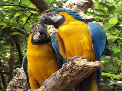 Papagayos, les plus gros perroquets d'Equateur et en voie d'extinction