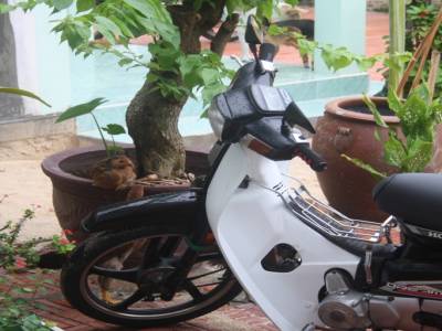 Les poules du jardin...et notre Honda Dream II