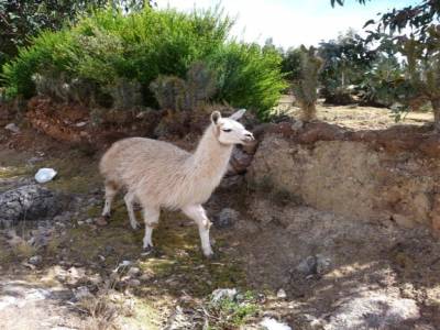 Alpaga sur le chemin de la Valle Sacree