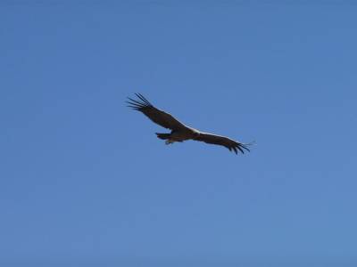 Condor des Andes