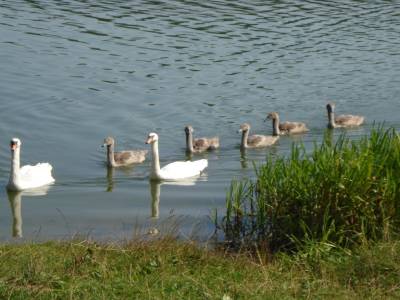 Un couple de cygnes et leurs petits