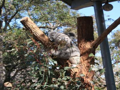 UN KOALA