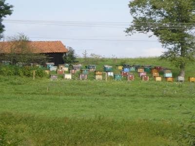 De jolies ruches...