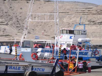 A la recherche des Baleines