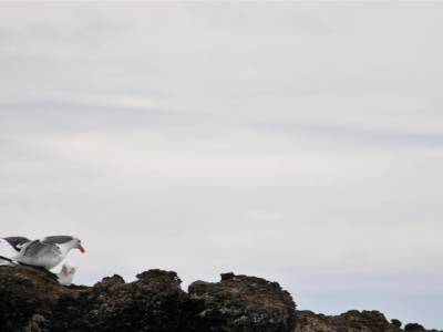 A la recherche des Baleines