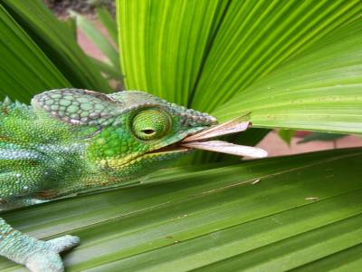 Cameleon