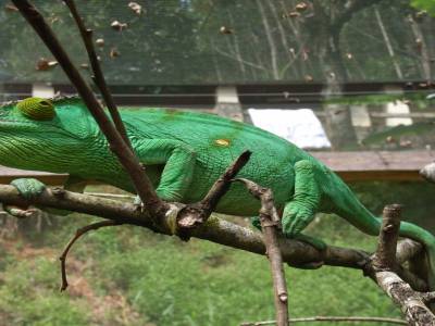 Cameleon