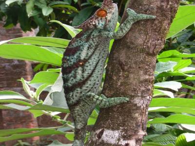 Cameleon
