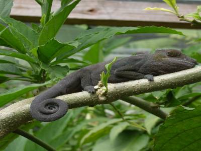 Cameleon