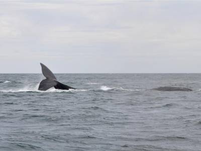 Chasse aux Baleines