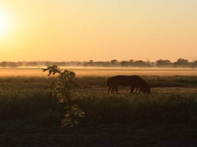 Cheval sauvage