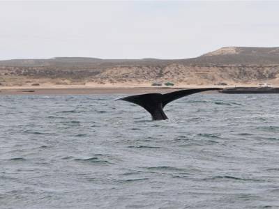 Chasse aux Baleines