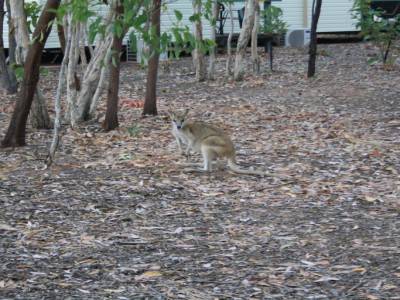 Un wallabie au camping