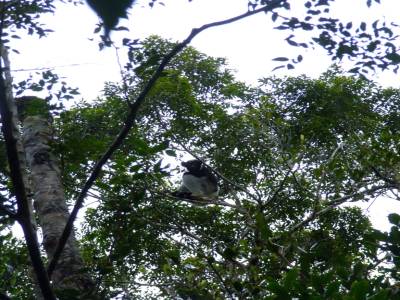 Indri