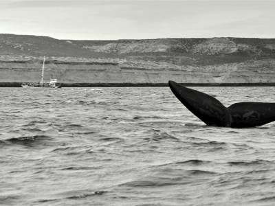 Chasse aux Baleines