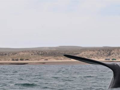Peninsula Valdes