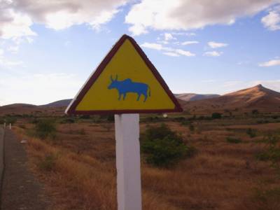 attention aux zebus !