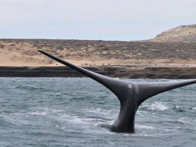 Peninsula Valdes