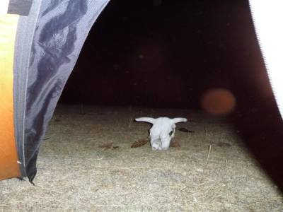 Tete de vache la nuit
