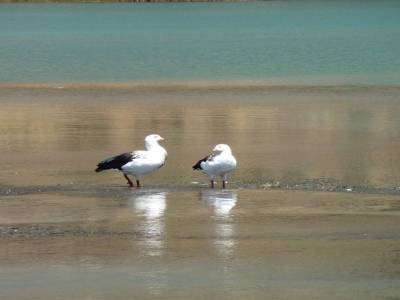 Oiseau