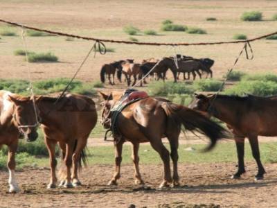 Le petit Gobi