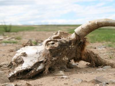 Beaucoup de cadavres d animaux dans les steppes