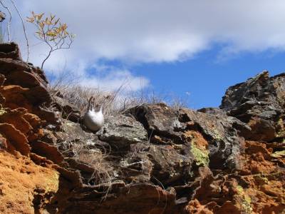 Pachypodium