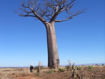 baobab