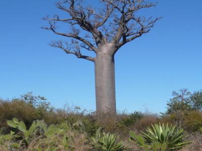 baobab