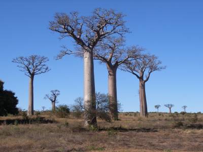 Baobas