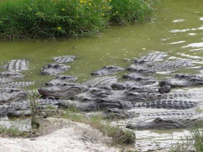 Everglades - La ferme aux aligators