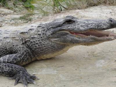 Everglades - La ferme aux aligators