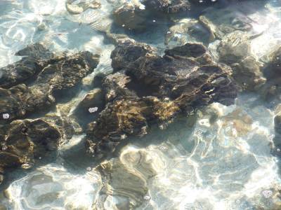 Les precieuses stromatolites pres de Shark bay