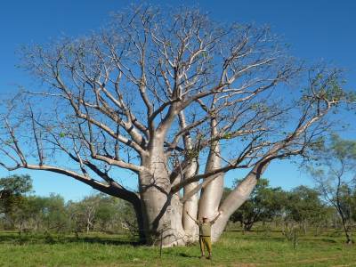 Gros baobab, petit bonhomme !