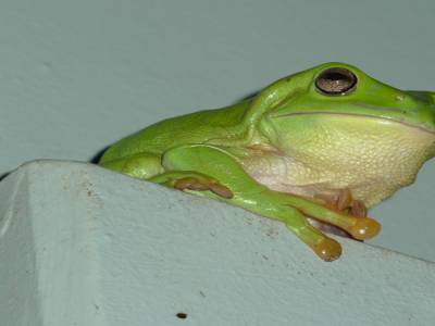 La grenouille verte d'australie