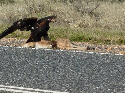 Le plus grand aigle d'australie ..