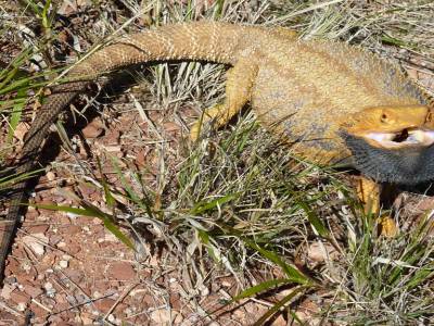 Un central australian bearded dragon...