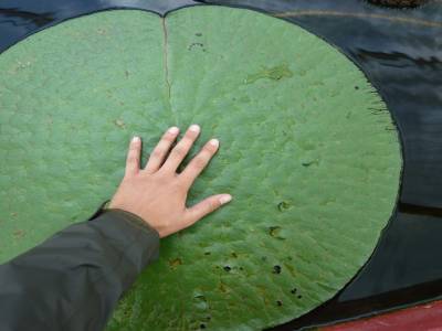 Les gros nenuphar du jardin botanique