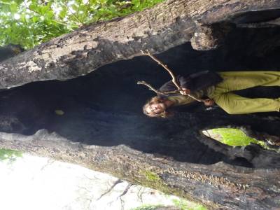 L'homme des arbres est de retour