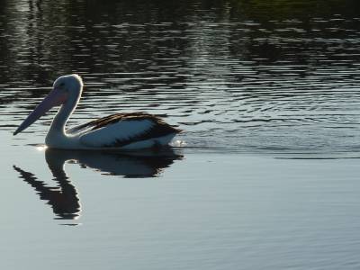 Un nouvel ami pelican