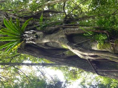 Comme un homme en bois qui monte sur l'arbre...