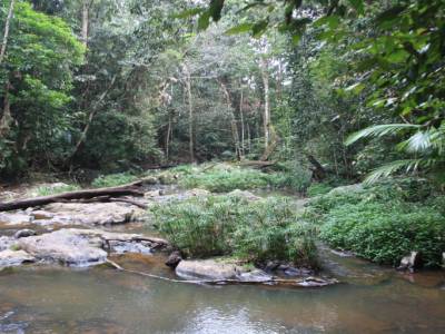 Daintree Forest