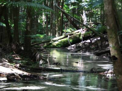 Forêt du centre de l'ile 